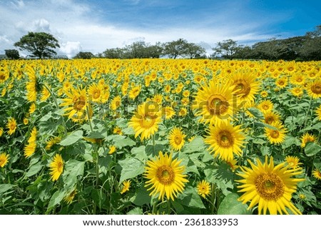 sunflower sunflower field beautiful scenery japan summer
