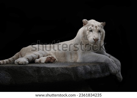 Fine Art portrait picture of beautiful "White Bengal Tiger", in color with grainy