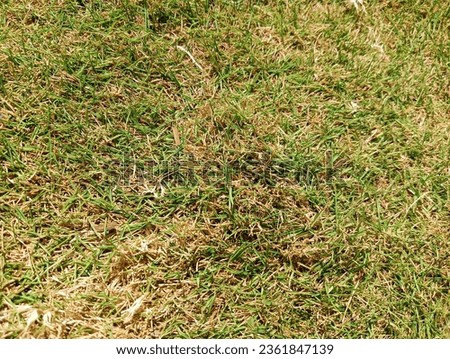 The grass is almost dry in summer