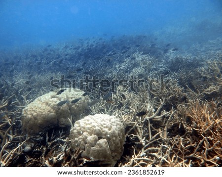 a picture of the underwater beauty of the Riau Islands province, Indonesia, which shows how many fish there are in healthy coral reef ecosystem conditions