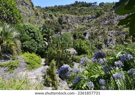 A variety of plants and flowers in the Quarry gardens in Whangarei, New Zealand.