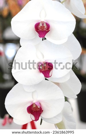  Pictures of flowers and orchids for backgrounds