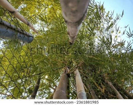 bamboo tree seen from below, looking at the sky from under the bamboo tree, photo angle from under the bamboo tree