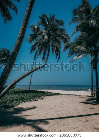 Tropical white sand beach in Caribbean island with coconut trees stock HD photo.