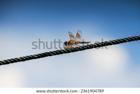 Close up details of dragonfly. dragonfly image is wild with blur background. Dragonfly isolated. 