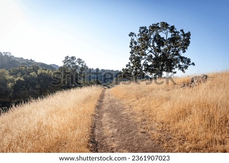 A lone California oak on a meadow with dry golden grass and dramatic sky at Byrne Preserve in Los Altos Hills