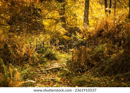 A real secret garden. Path in the autumn woods. A colorful fall scenery. Royalty-Free Stock Photo #2361910537