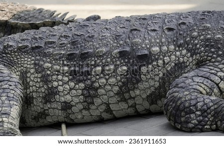 a photography of a large alligator laying on a wooden floor, crocodylus niloticus, a large crocodile with a very long neck.
