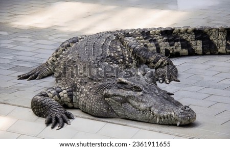 a photography of a large alligator laying on a brick walkway, crocodylus niloticus, a large crocodile with a very long snout.