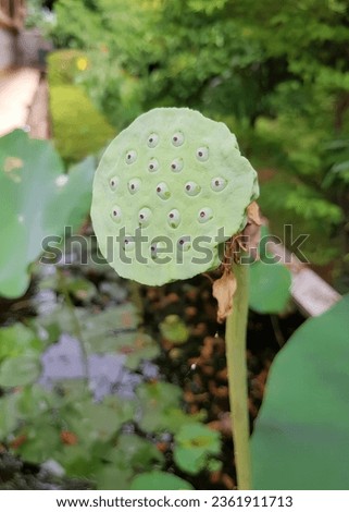 a photography of a lotus flower with many holes in it, tree - frog - like plant with many holes in the center.