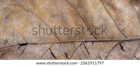 a photography of a close up of a leaf with a thin branch, acornous image of a leaf with a thin stem on it.