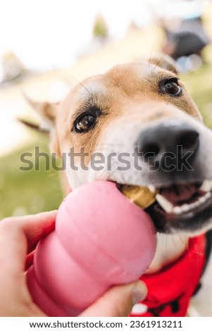 Adoptable rescue dogs enjoying enrichment treat toys in the grass during the summer in Colorado Royalty-Free Stock Photo #2361913211