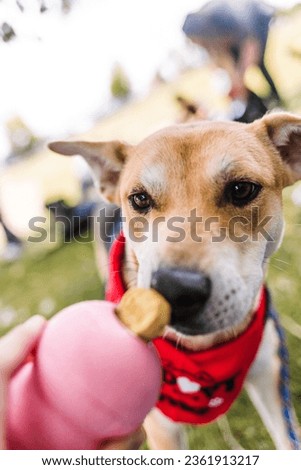 Adoptable rescue dogs enjoying enrichment treat toys in the grass during the summer in Colorado Royalty-Free Stock Photo #2361913217