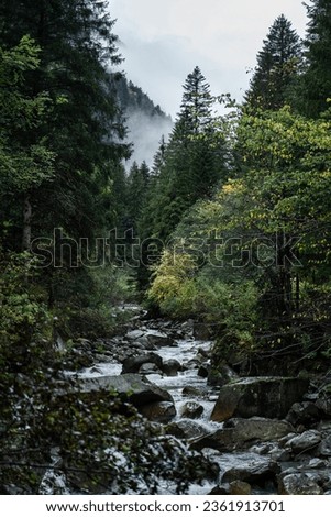 Moody atmosphere during a rainy and foggy day near the river of Val di Genova, Trentino Alto Adige, Northern Italy Royalty-Free Stock Photo #2361913701