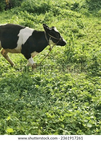 In the captivating picture, a young calf is captured in the midst of a joyful sprint across a sunlit meadow. Its legs are outstretched in mid-air, portraying a moment of sheer exuberance and freedom. 