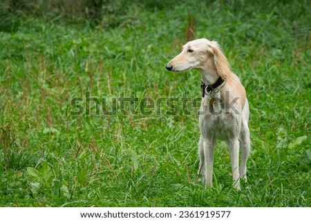 The Saluki dog playing on a green meadow