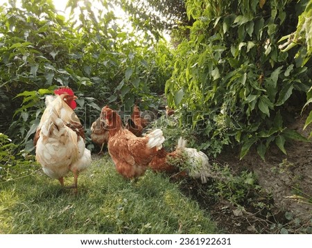 Chicken flock is wandering in wild and eating , red and white rooster with brown chicken rooming . lohmann brown classic chicken breed Royalty-Free Stock Photo #2361922631