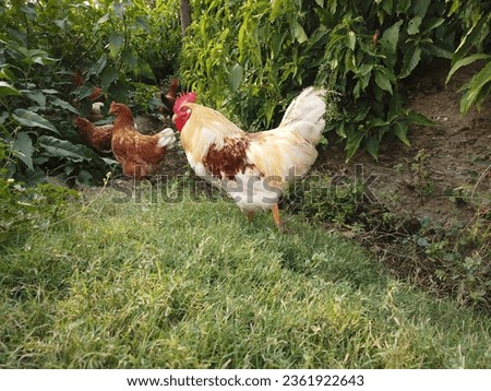 Chicken flock is wandering in wild and eating , red and white rooster with brown chicken rooming . lohmann brown classic chicken breed Royalty-Free Stock Photo #2361922643