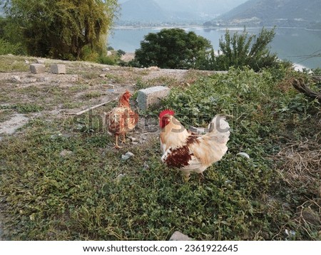 Chicken flock is wandering in wild and eating , red and white rooster with brown chicken rooming . lohmann brown classic chicken breed Royalty-Free Stock Photo #2361922645