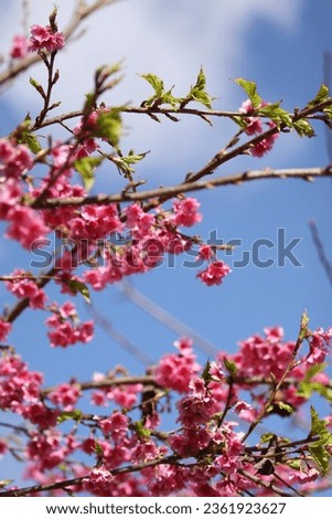 Pink Japanese cherry blossoms, sky and clouds background

 Royalty-Free Stock Photo #2361923627