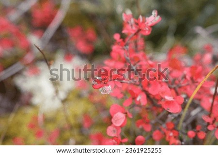 Wild lowbush blueberry plant in fall colors Royalty-Free Stock Photo #2361925255