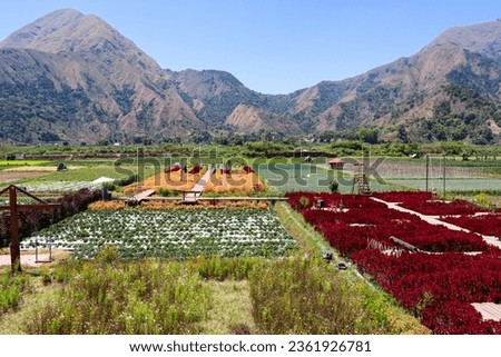 Scenic view of agriculture field in Sembalun, slope of Rinjani National Park, West Nusa Tenggara or Lombok Indonesia