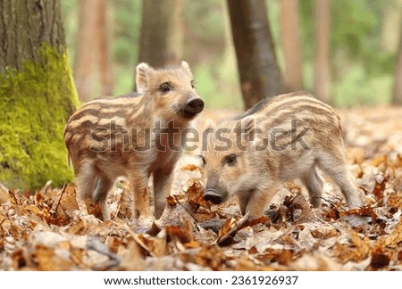 Adorable little european wild boar baby Royalty-Free Stock Photo #2361926937