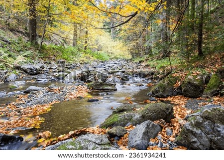 Scenic  landscape, river in gold sunlight autumn forest, amazing colorful scenery ,red falled leaves on big stones near fast stream. Mountain stream in autumn, stream in the forest. Royalty-Free Stock Photo #2361934241