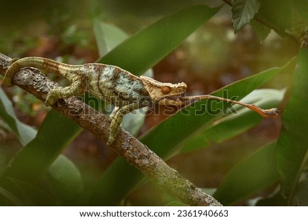 Panther chameleon catch insect on tree branch, Furcifer pardalis, sitting on the in the nature habitat, Ranomafana NP. Endemic Lizard from Madagascar. Chameleon in the night, Africa, food tongue.