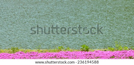 Background of Moss phlox bed with lake surface