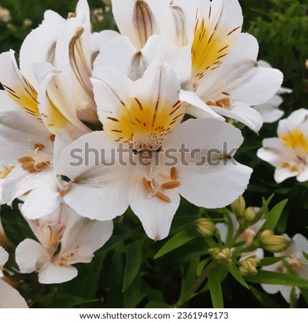 Alstroemeria aurea, commonly called the Peruvian lily or lily of the Incas, is a genus of flowering tuberous perennial plants in the family Alstroemeriaceae native to South America.White peruvian lily