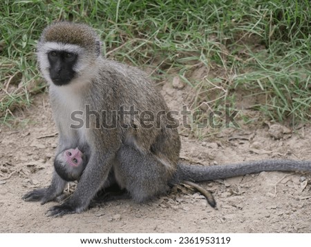 monkey wildlife animal kenya africa