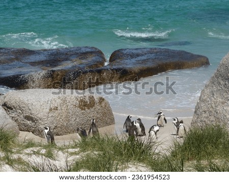 penguin beach ocean africa southafrica 