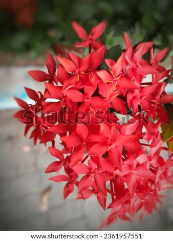 the beauty of the red soka flowers blooming in the morning