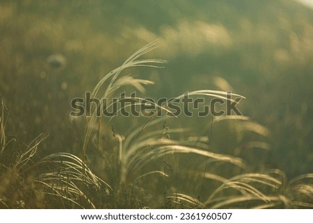 Beautiful nature landscape. Abstract meadow flowering  background. Nature concept.