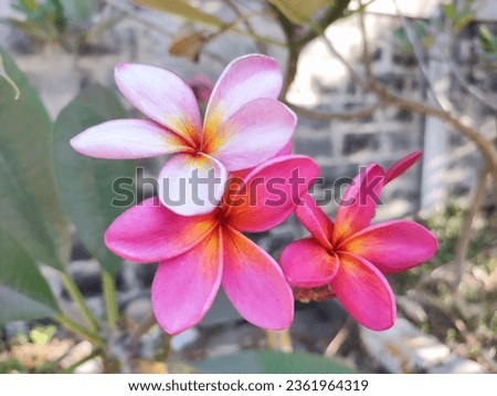 beautiful pink frangipani flowers in the garden with nature background