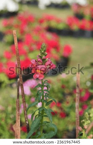 Red dragon flower hi-res stock