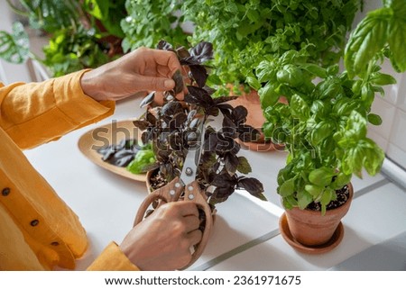 Woman growing herbs in pots cutting purple basil leaves on kitchen for cooking at home, hands close-up. Female cook takes fresh eco plant to prepare food. House planting, gardening, culinary concept. Royalty-Free Stock Photo #2361971675