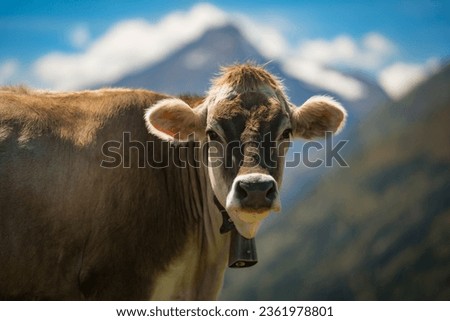 A cow from the Tyrolean Alps.  The cow is in the center of the picture and looks directly into the camera.  Mountains and blue sky are visible in the background.