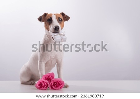 Dog holding a gift in his mouth on a white background. Jack russell terrier gives flowers to his beloved for a holiday. Copy space Royalty-Free Stock Photo #2361980719
