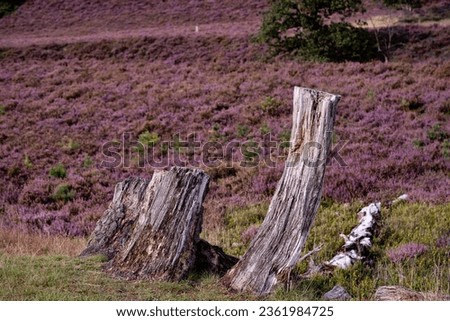 During the heather blossom in August on a mountain bike through the Fischbeker Heide nature reserve near Hamburg