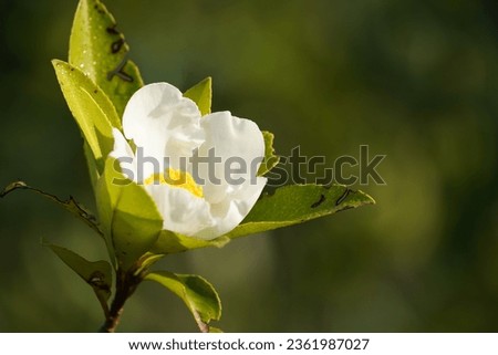 Gordonia lasianthus or Loblolly Bay, Close up of a flower with leaves. Color photo. Royalty-Free Stock Photo #2361987027