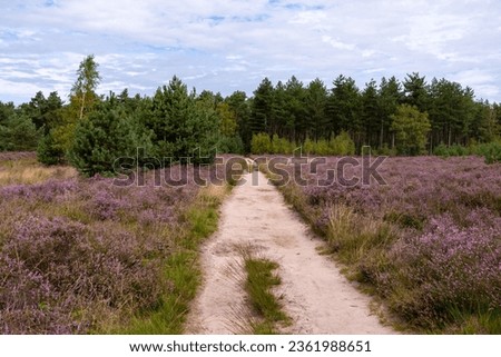 Nature background, green lung of North Brabant, pink blossom of heather plants in Kempen forest in August, the Netherlands Royalty-Free Stock Photo #2361988651