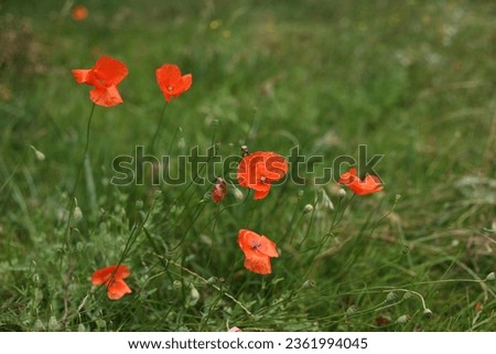 Poppy flower in a wild field