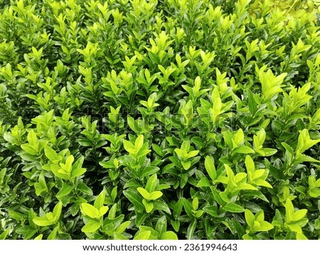 Bright green new growth above dark green, older leaves of Spindle Euonymus japonicus 'Green Spire' Royalty-Free Stock Photo #2361994643