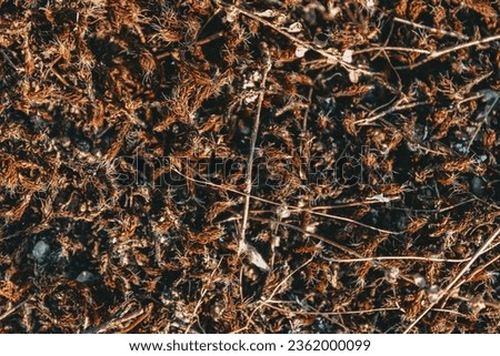 dark brown background of dry sphagnum moss texture 