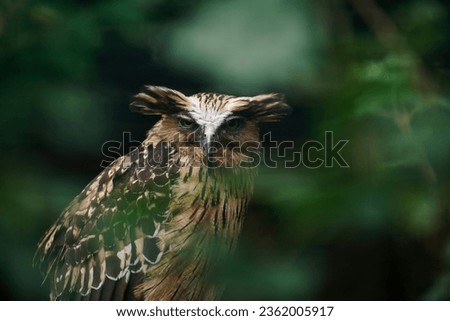 Buffy Fish-owl (Ketupa ketupu) or Malay fish owl sitting on a log. The feathers are edged tawny and the wings and tail are broadly barred yellowish and dark brown. Royalty-Free Stock Photo #2362005917
