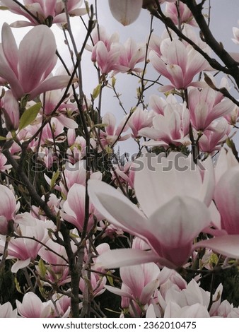 Fragile magnolia flowers bloom in the garden.