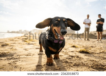A very happy dachshund enjoying the beach with his owners in the background