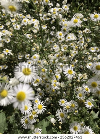 Summer daylight white flowers daisies